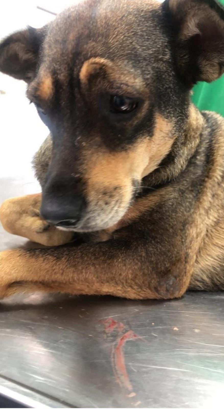 Zoofilia: Exame veterinário indica possíveis sinais de abuso sexual em cadela de Barra do Piraí