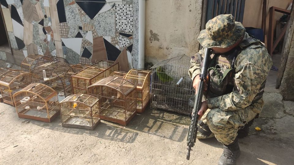 Polícia Ambiental resgata aves silvestres em distrito de Valença