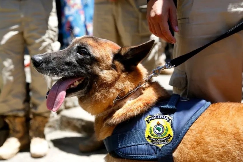 K9 Apolo: o cão recordista de apreensões de armas e drogas morre em Paraty