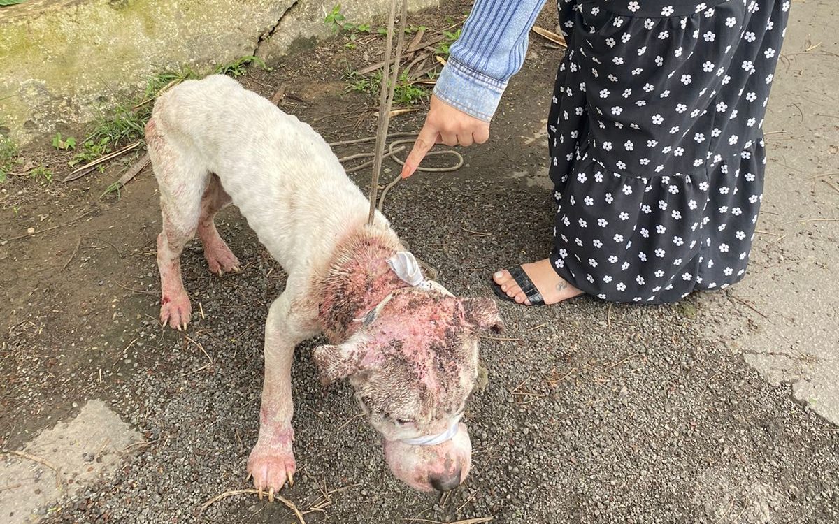 VR: Proteção e Bem-Estar Animal ajuda no resgate de cão abandonado amordaçado
