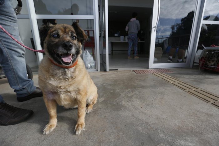 Estado do Rio pode ganhar rede pública de hospitais veterinários