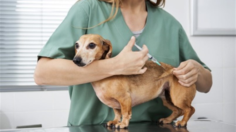 Vacinação Múltipla em cães passa a ser obrigatória no Estado do Rio