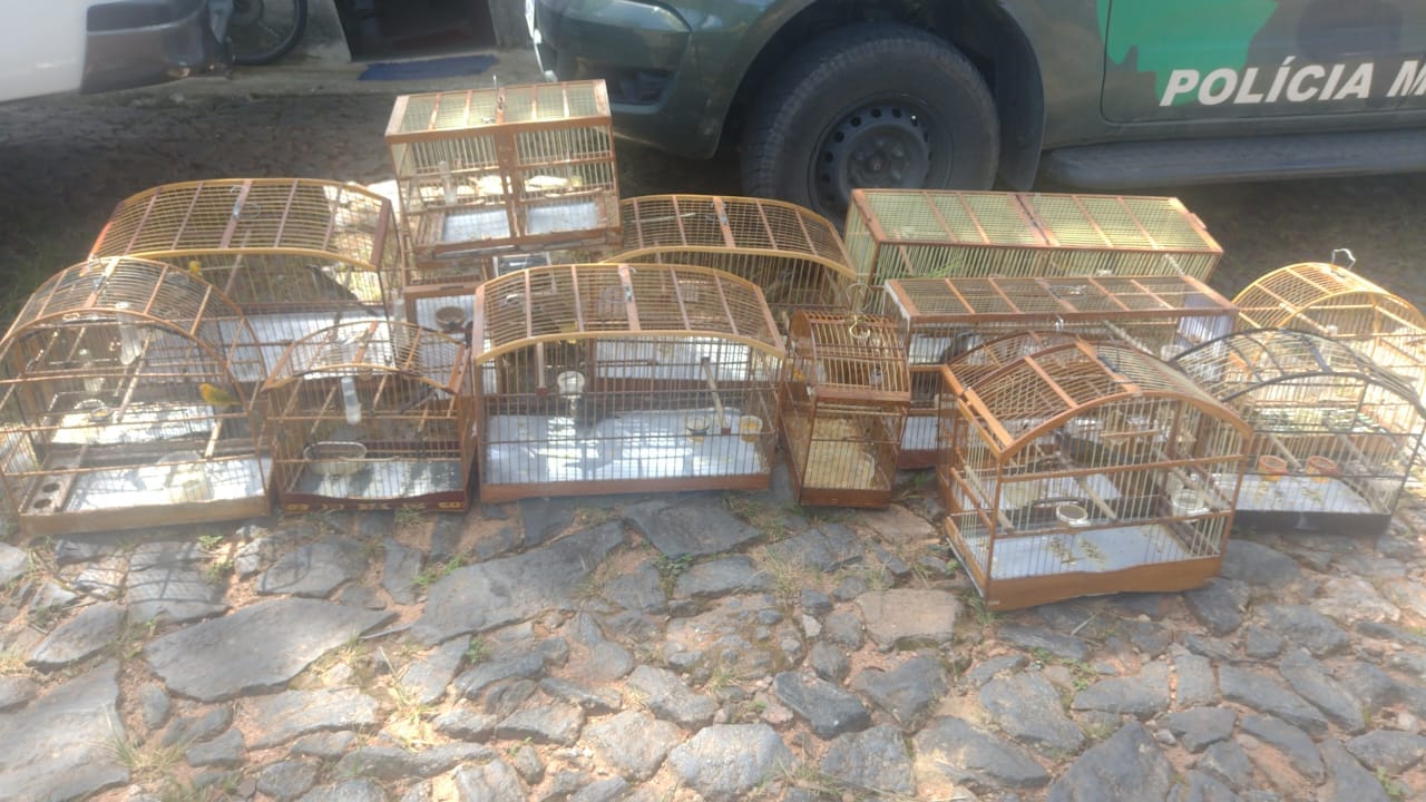 Policia Ambiental Resgata Pássaros Silvestres em Residência de Valença