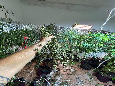 Polícias Civil e Federal localizam laboratório de produção de maconha em Volta Redonda