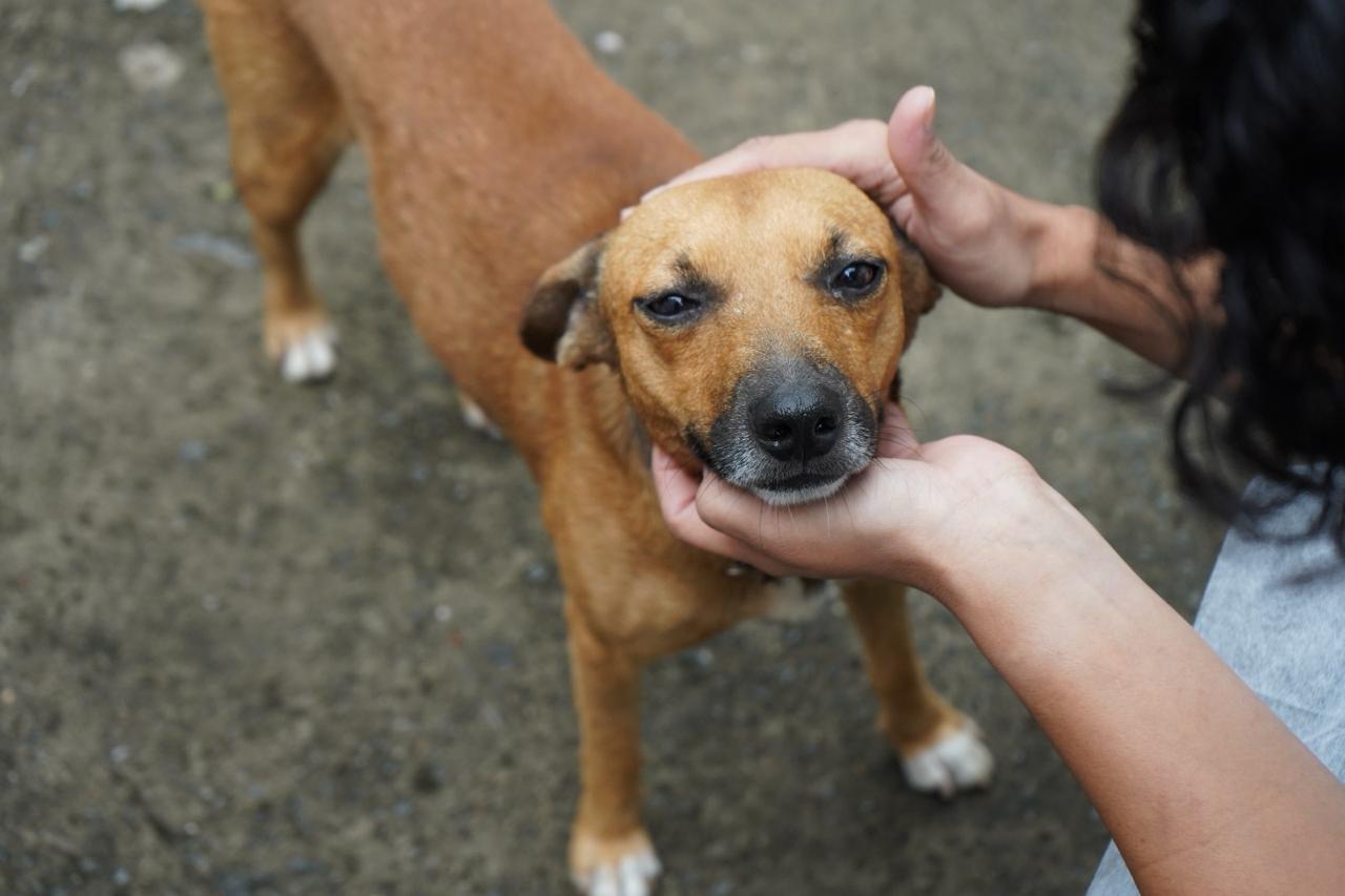 Castramóvel VR inicia atendimento em animais do bairro Belmonte