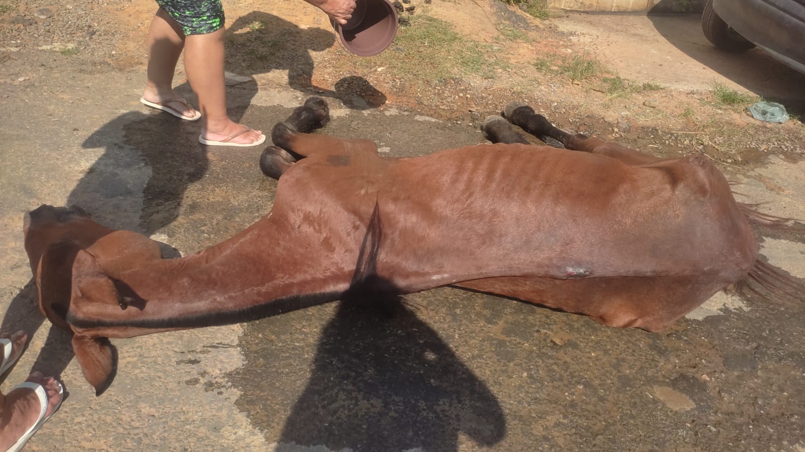 Guarda Ambiental apreende cavalo em situação de maus-tratos no bairro Roselândia