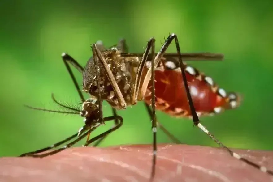 Cientistas desenvolvem armadilha para combater o mosquito da dengue