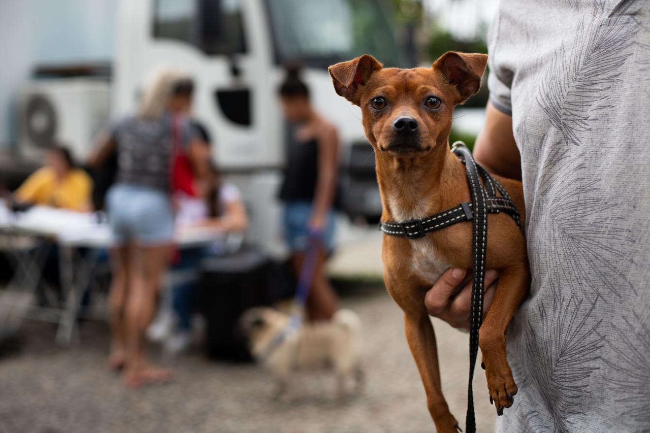 Volta Redonda inicia castração gratuita de cães e gatos