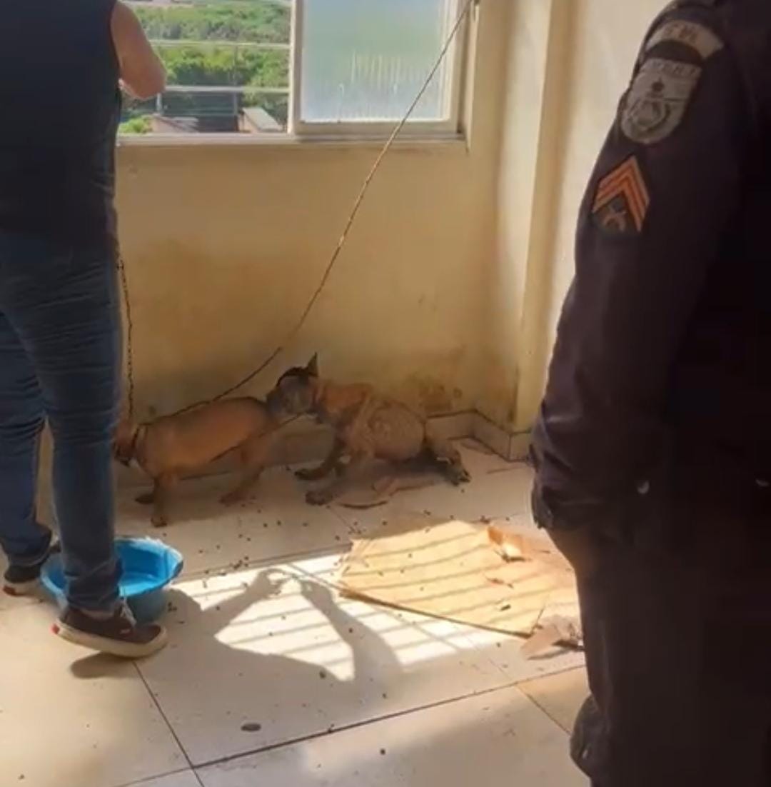 Secretaria de Defesa Animal resgata cães em situação de maus-tratos em apartamento no bairro São Geraldo