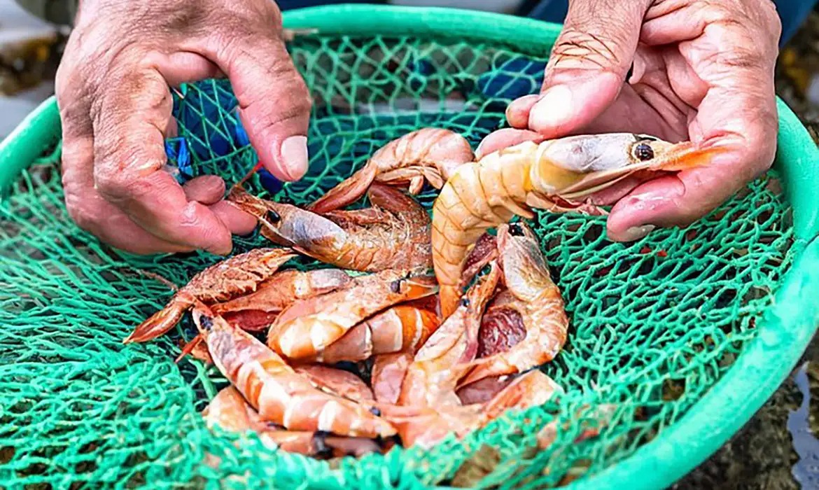 Pesca do camarão estará liberada em Angra dos Reis a partir desta quinta-feira, 1º