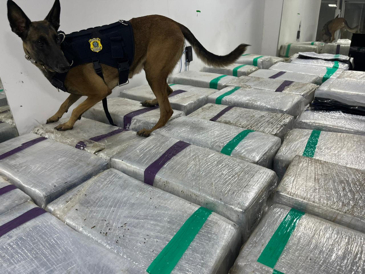 [VÍDEO] PRF apreende mais de três toneladas de maconha escondidas em caminhão frigorífico na Dutra