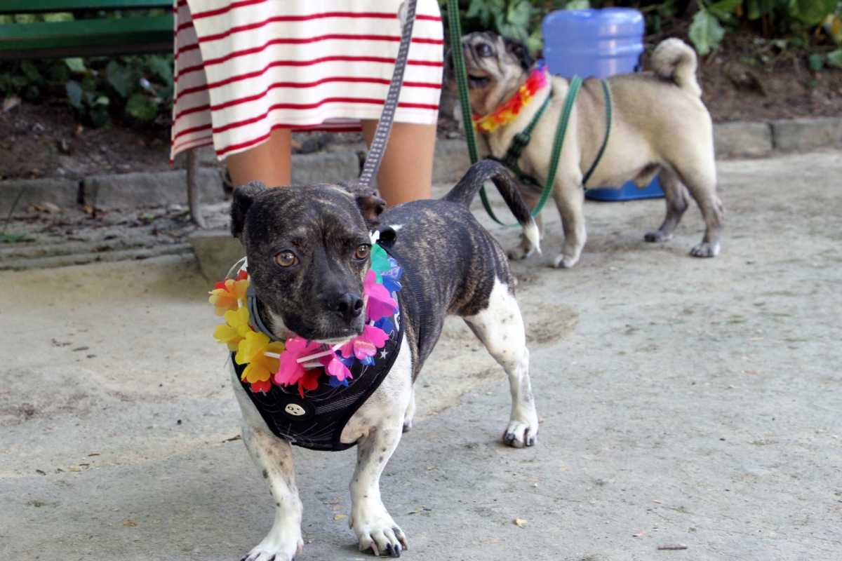 Jardim das Preguiças recebe evento ‘Mães de Pet’ neste sábado, em Barra Mansa