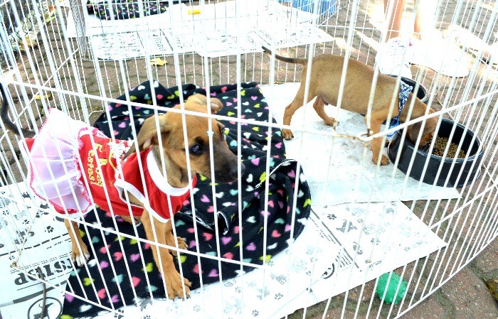 Nova Feira de Adoção de Cães e Gatos será realizada neste sábado, em Resende   