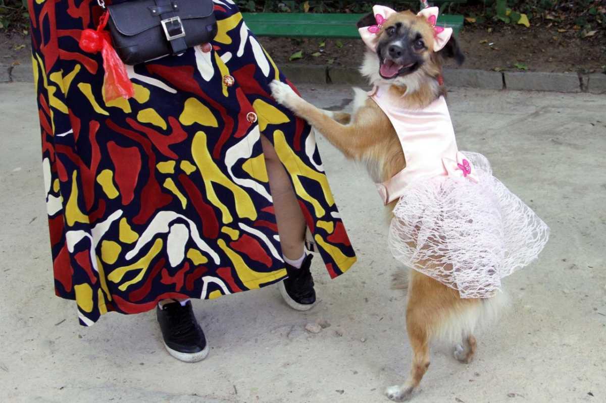 ArraiAU dos Pets vai animar o Jardim das Preguiças neste sábado