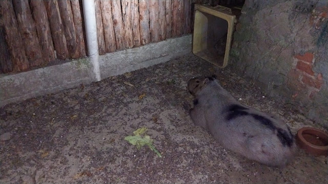 Capivara é resgatada após ser atropelada em Três Rios