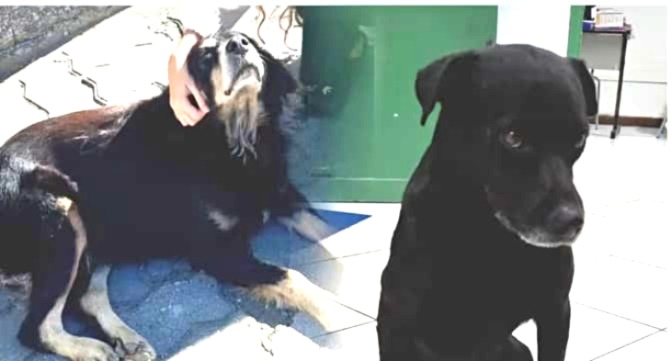 Morte de dois cães em Engenheiro Paulo de Frontin causa revolta e mobiliza investigação
