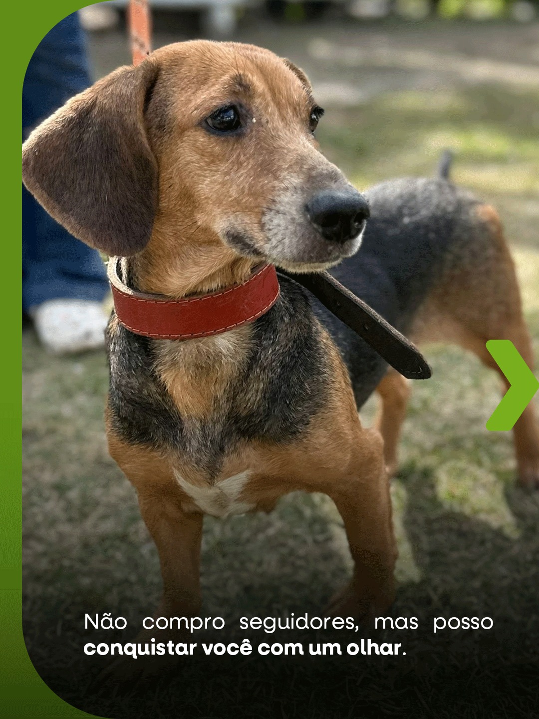 Feira de Adoção de Animais acontece neste sábado em Pinheiral
