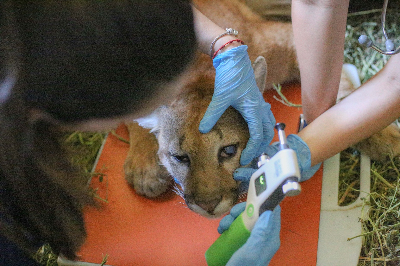 Onça-parda resgatada em Resende passa por exames no Zoológico de Volta Redonda