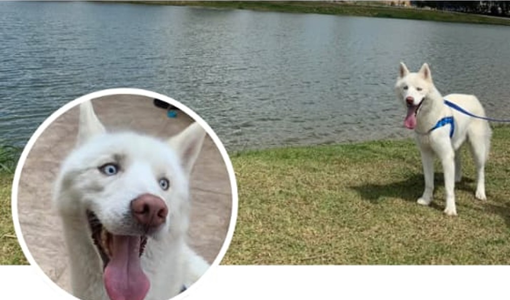 Tutora faz apelo por cão desaparecido em Volta Redonda