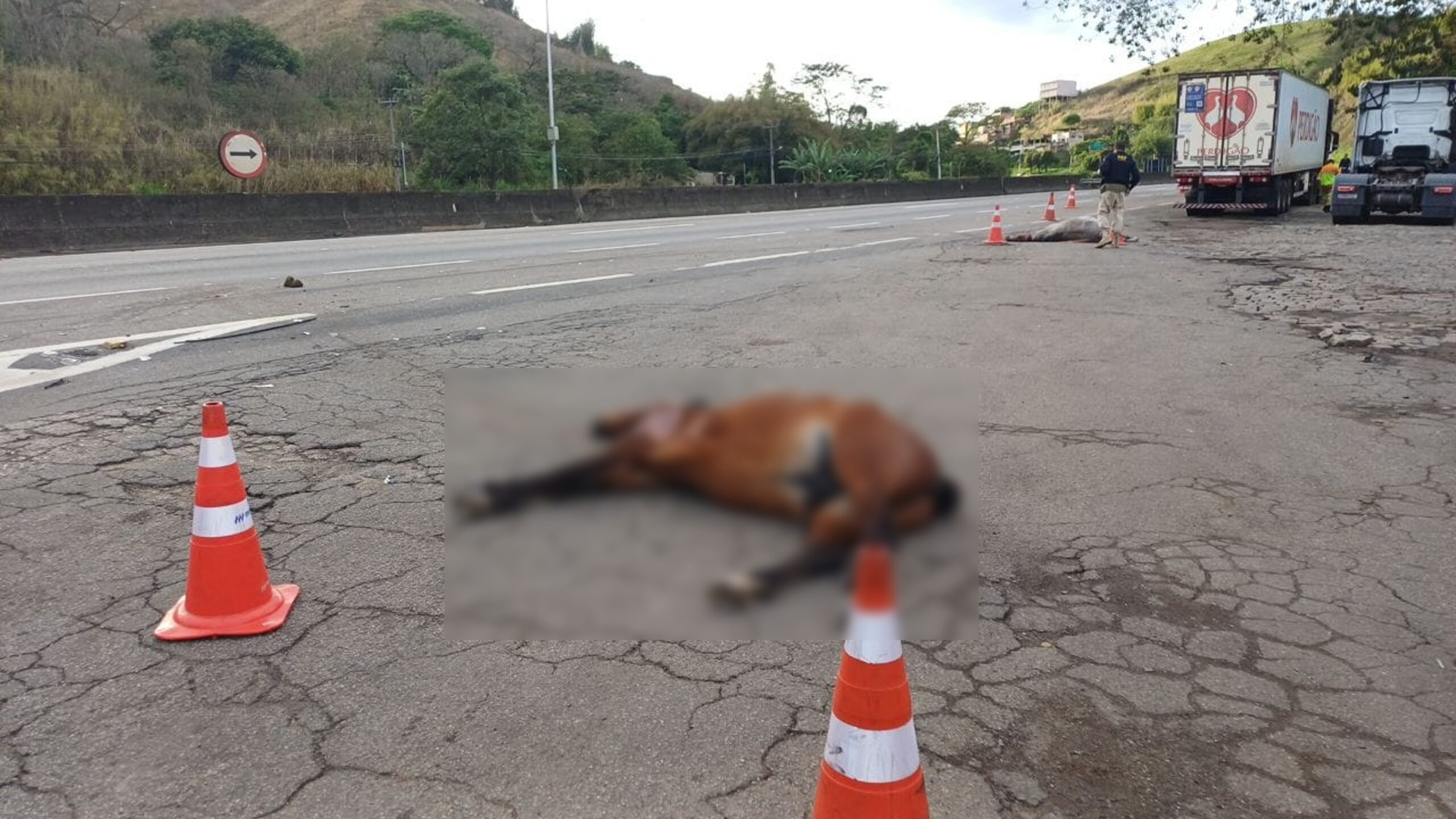 Dois cavalos morrem após serem atropelados por carro na Dutra