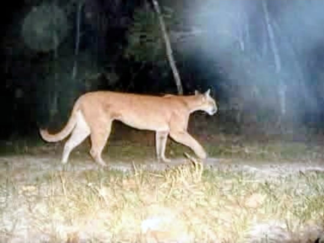 Onça-parda é flagrada no Parque Natural de Volta Redonda