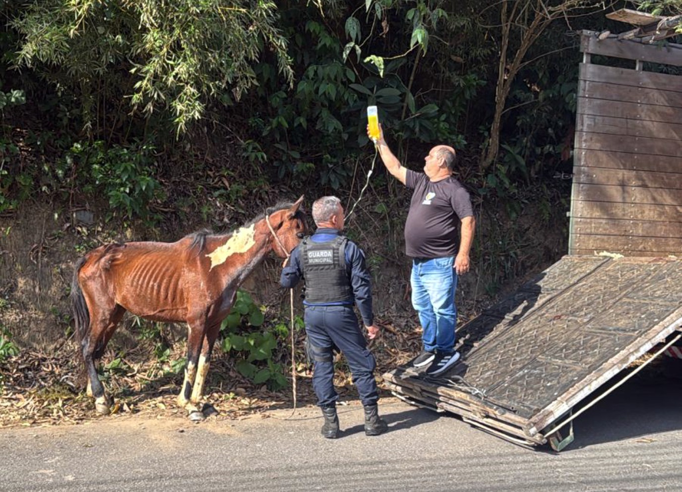 Égua em situação de abandono é resgatada em Volta Redonda