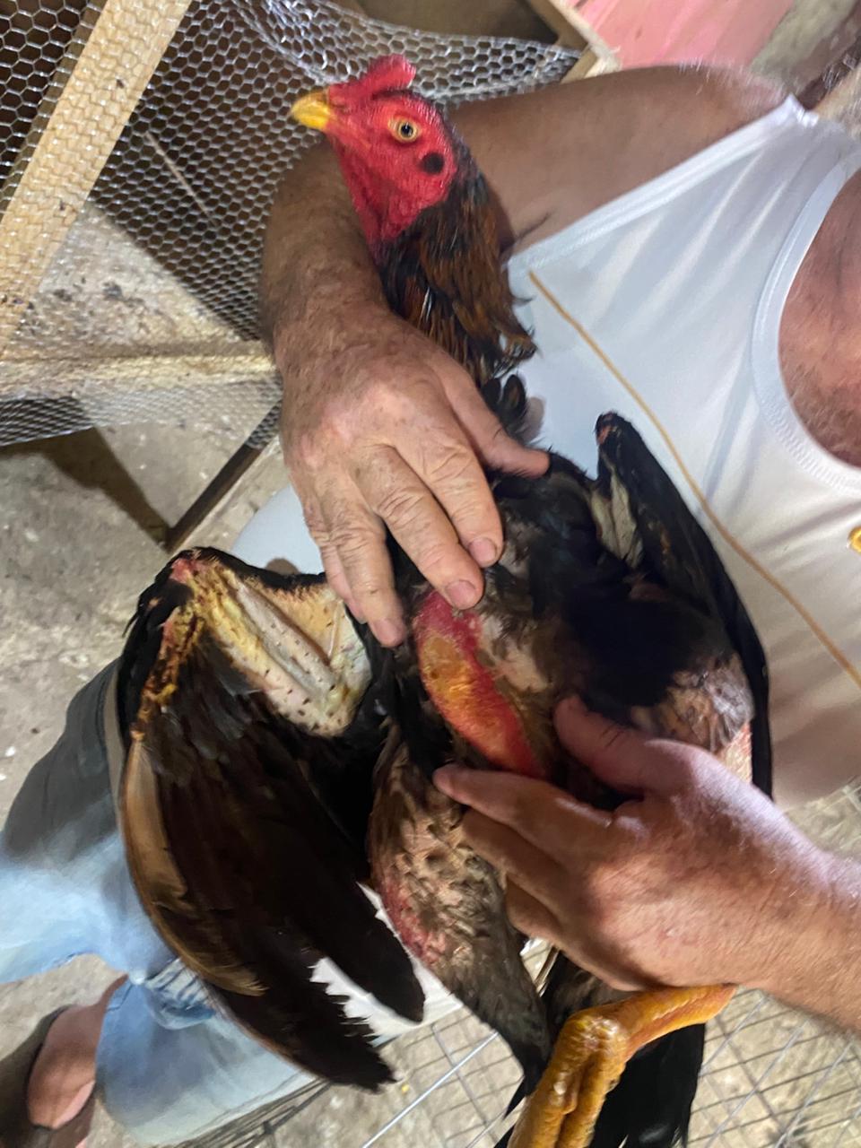 Dezenas de aves são resgatadas em situação de maus-tratos em Barra Mansa