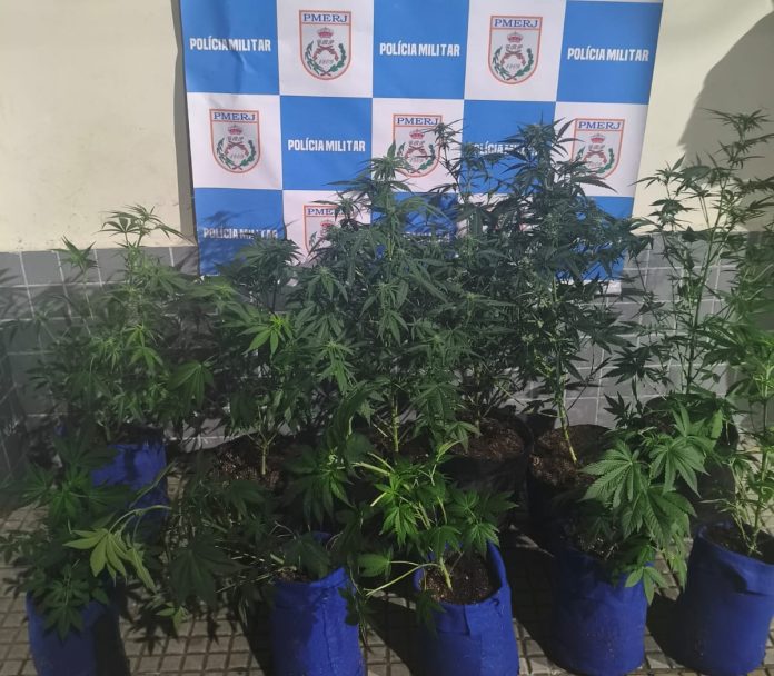 Polícia encontra estufa com pés de maconha em residência de Volta Redonda