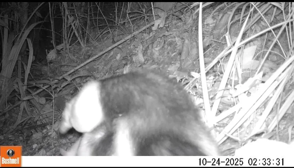 Flagra inédito: tamanduá-mirim com filhote é registrado em Resende