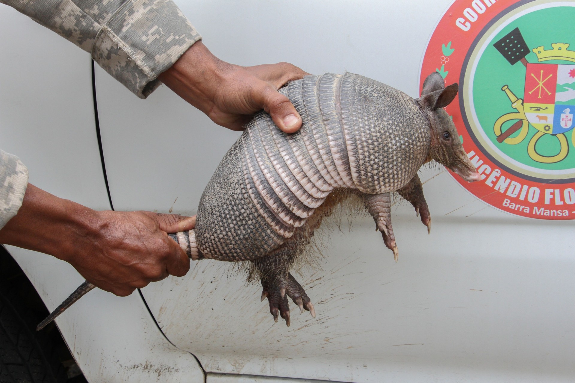Brigada resgata tatu em clube de Barra Mansa; animal é devolvido à natureza