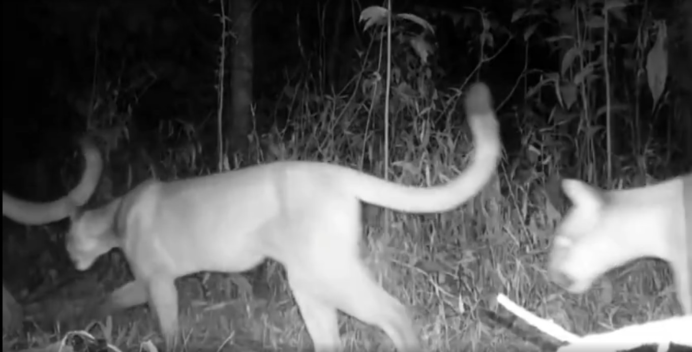 Três onças-pardas são registradas em parque estadual, em Valença
