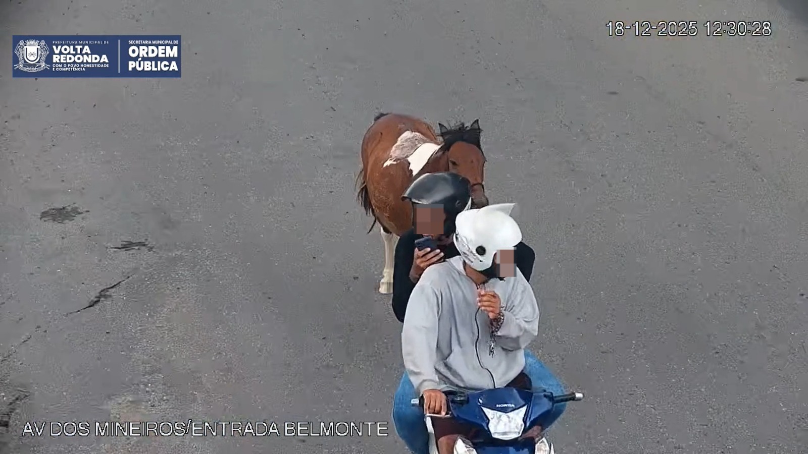 Câmeras flagram cavalo sendo puxado por moto e GM resgata animal em Volta Redonda