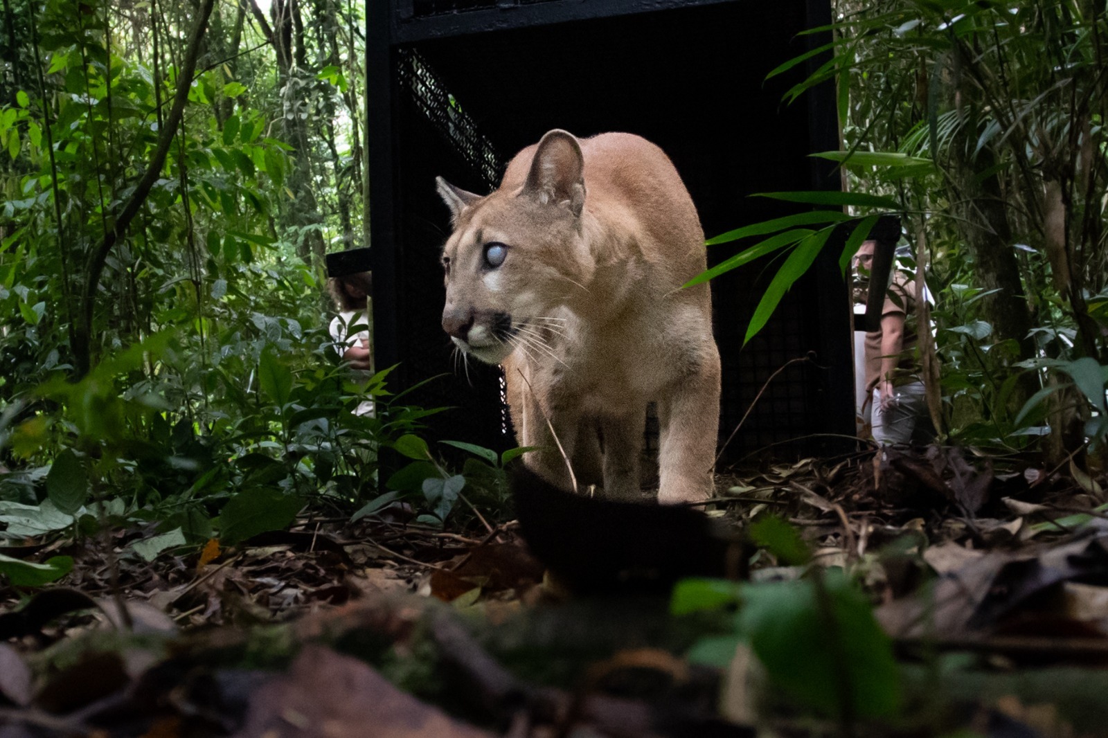 Onça-parda resgatada  por Zoo-VR é devolvida à natureza em Resende
