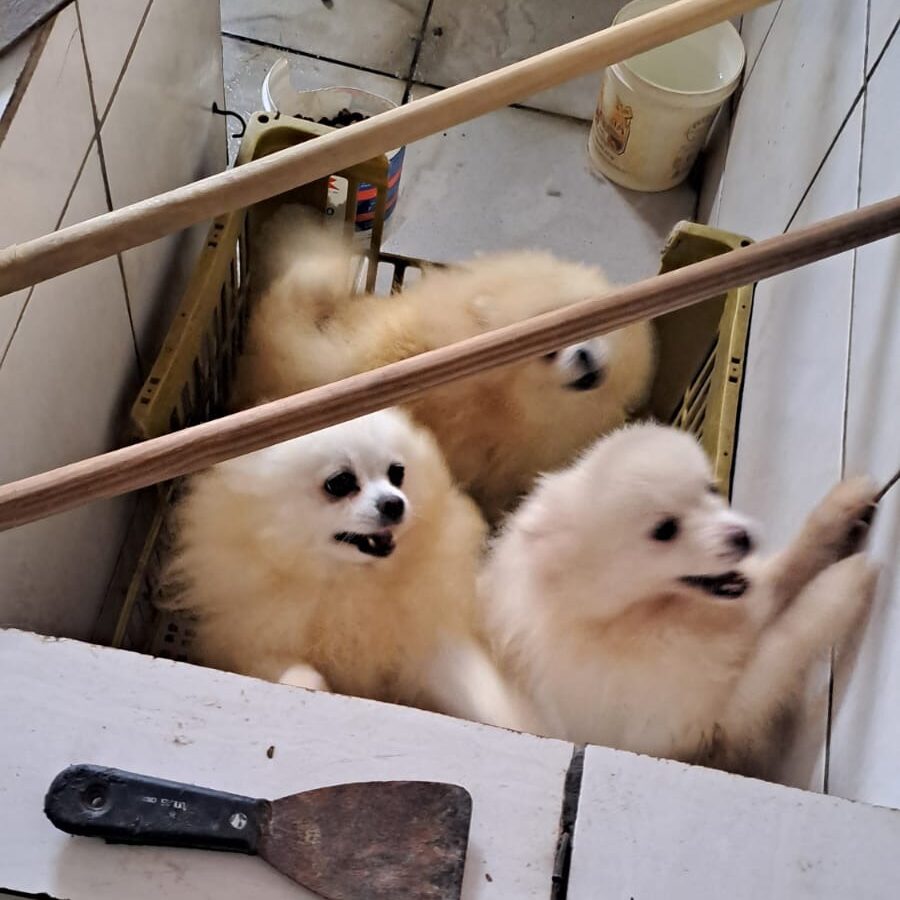 Canil clandestino é fechado e cães vítimas de maus-tratos são resgatados em Volta Redonda