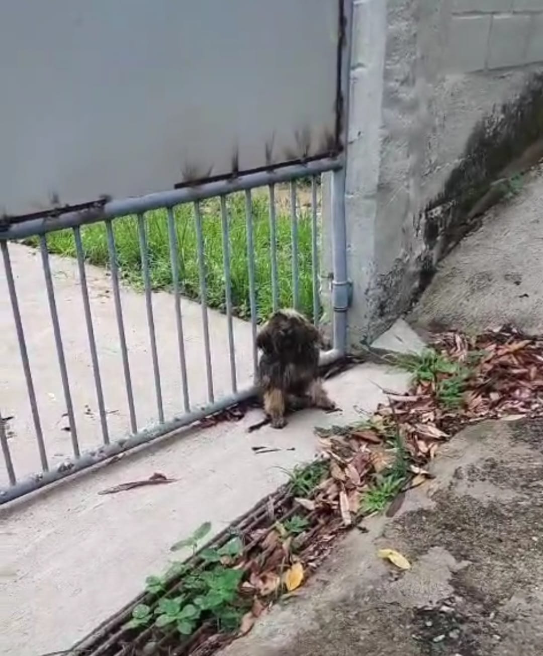 Câmeras registram caso de abandono de cão em Floriano; secretaria monitora o caso