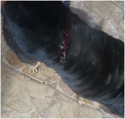 Homem é preso em flagrante por crueldade contra cão comunitário em Volta Redonda