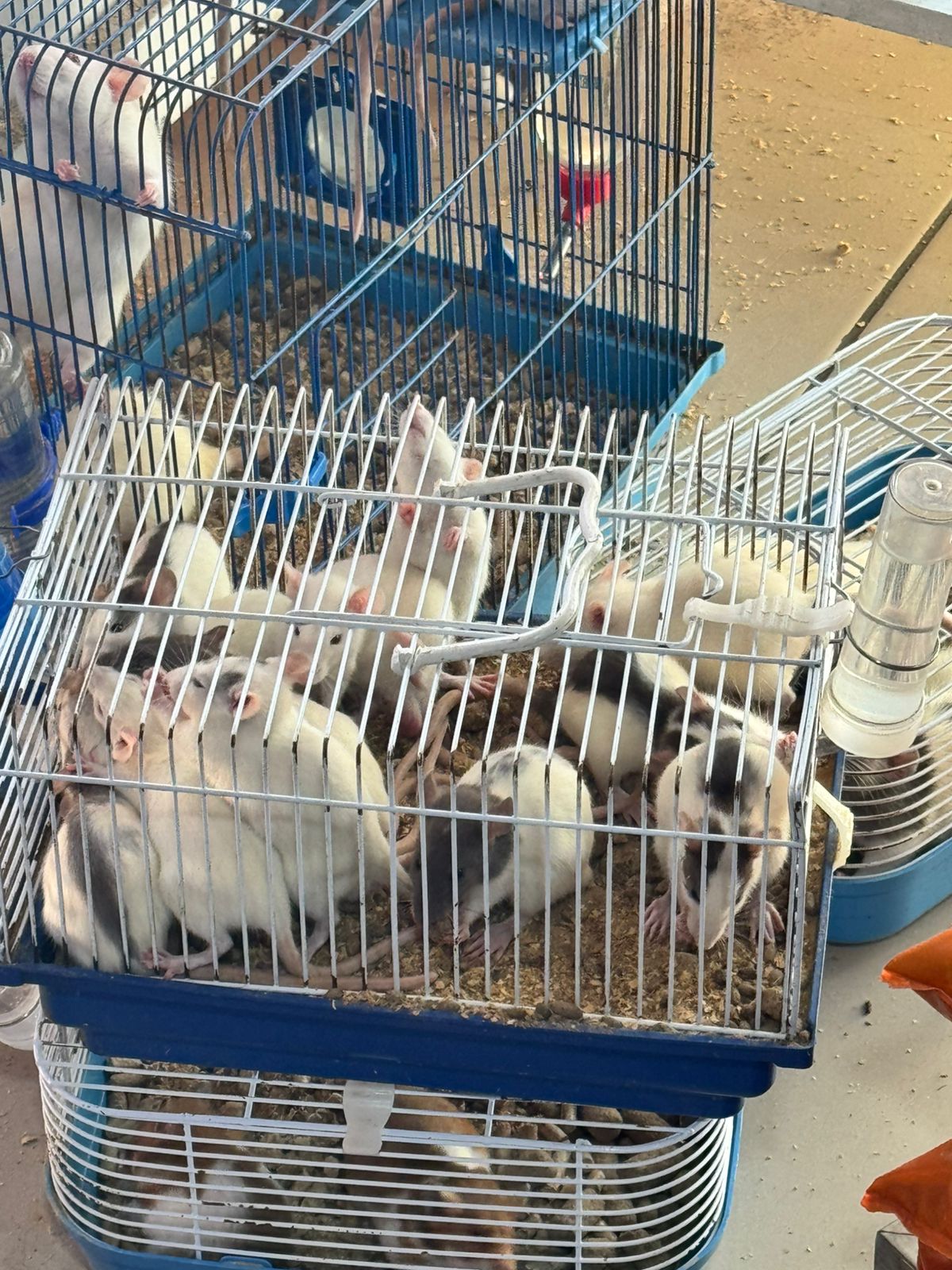 Animais comercializados irregularmente em agropecuária são apreendidos em Volta Redonda