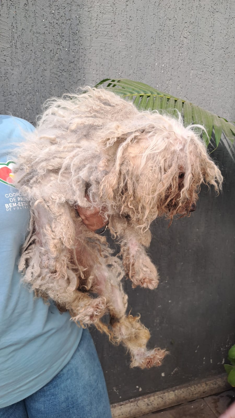 Secretaria de Proteção e Defesa Animal resgata cães em situação de maus-tratos em Volta Redonda