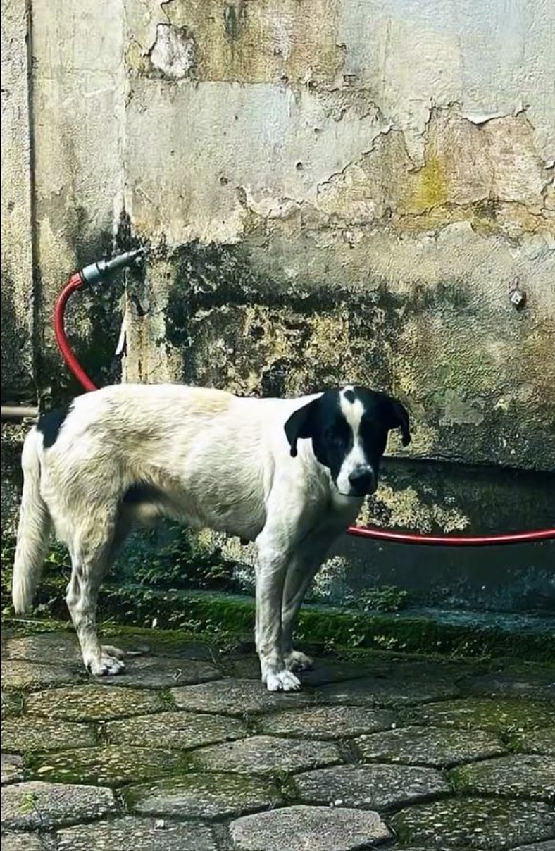 Quatro cães em situação de maus-tratos são resgatados em Volta Redonda