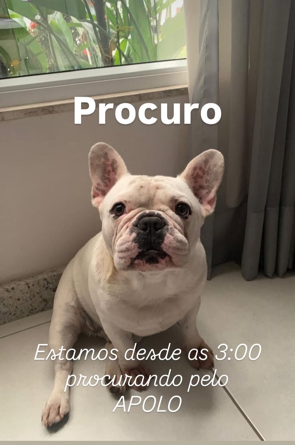 Família procura bulldog francês desaparecido em Volta Redonda
