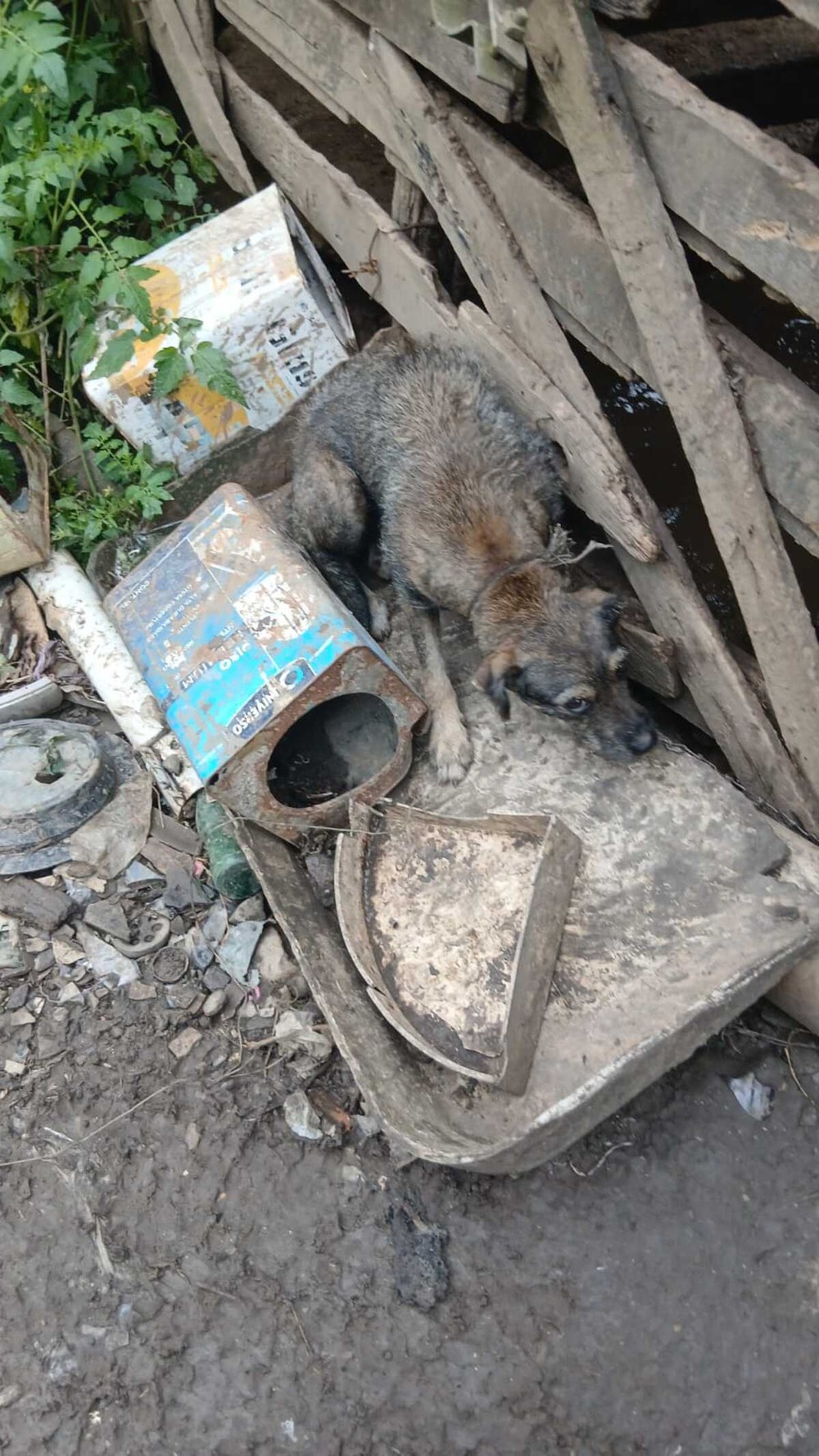 Nove animais vítimas de maus-tratos são resgatados em Volta Redonda