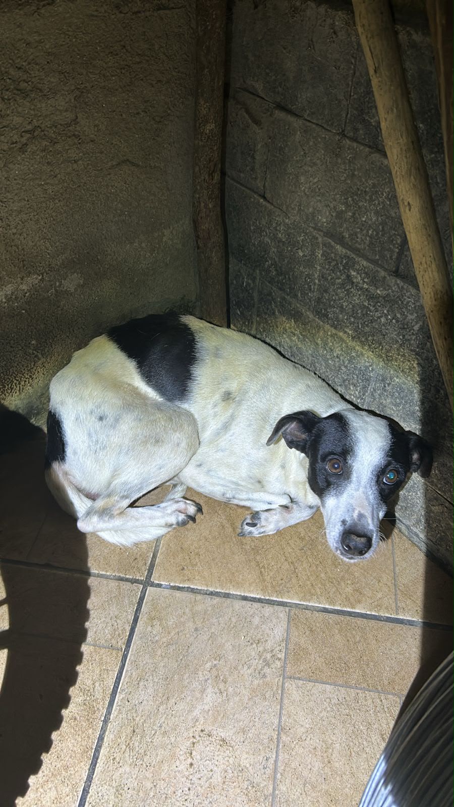 Homem é preso em flagrante em Piraí por maus-tratos a animais e guarda ilegal de aves silvestres