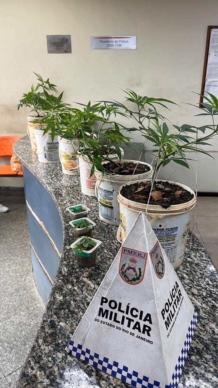 Homem é detido após cultivo de pés de maconha ser descoberto em Barra Mansa