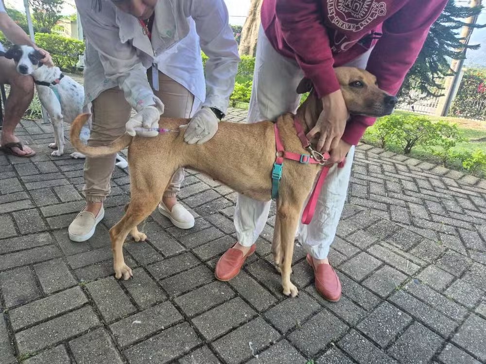 Quatis promove vacinação gratuita de cães e gatos neste domingo