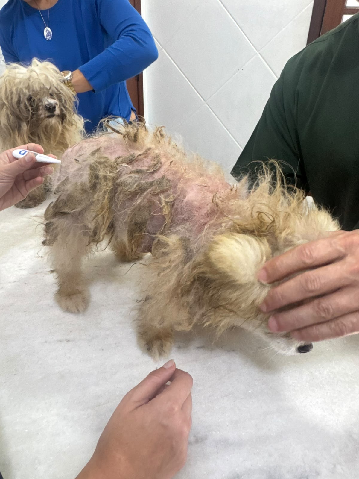 Maus-tratos a animais são registrados no bairro Retiro, em Volta Redonda, e responsável é conduzido à delegacia