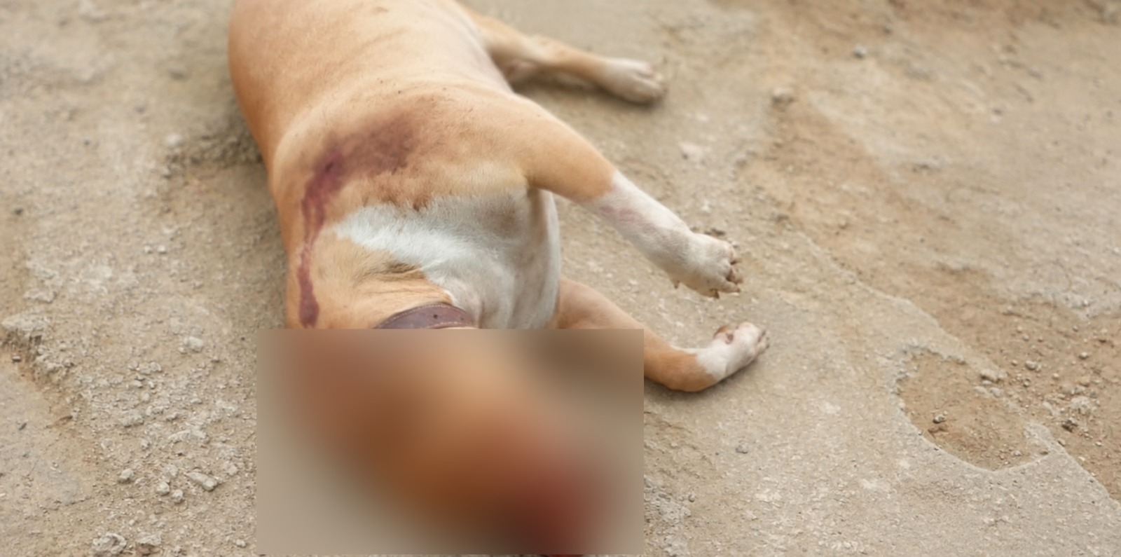Pit bull é encontrado morto com marca de tiro após desaparecer de sítio em Barra do Piraí