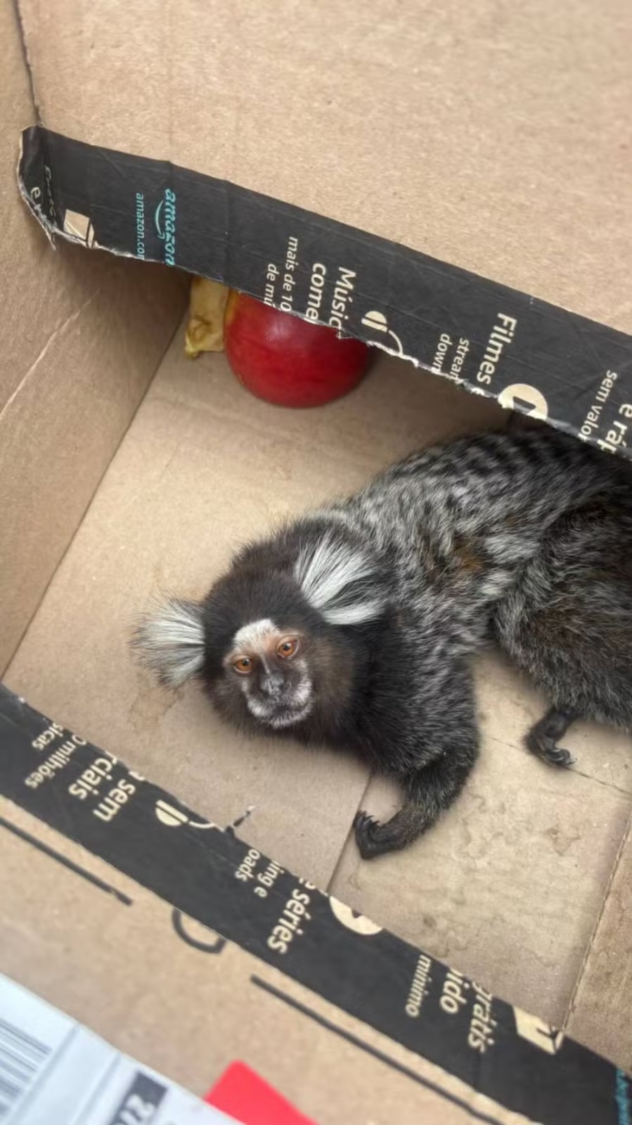 Sagui sofre descarga elétrica em poste e é resgatado em Valença