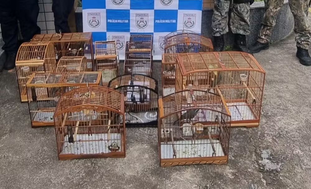 Polícia apreende 14 aves silvestres durante ação em Miguel Pereira