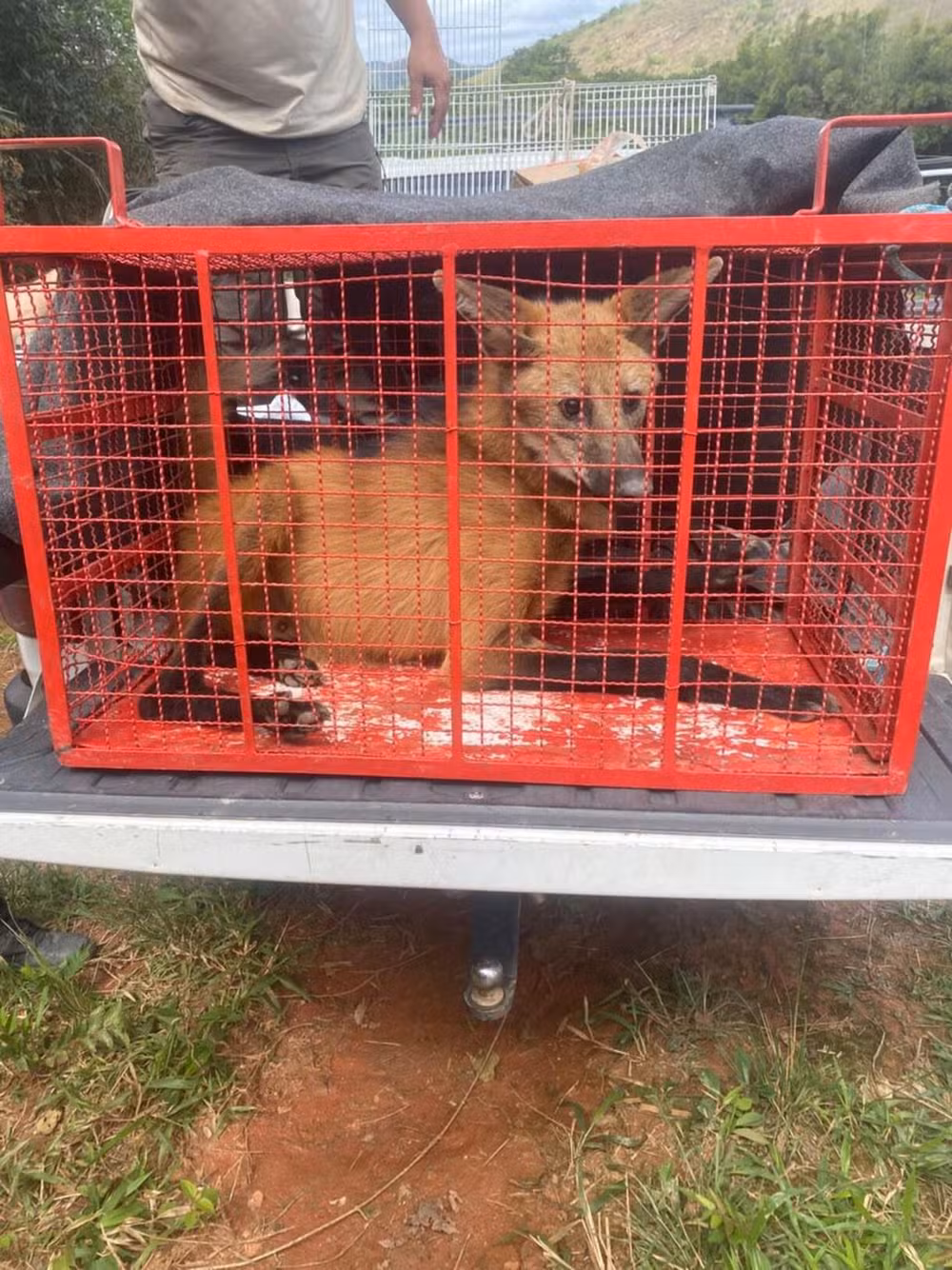 Lobo-guará é resgatado em bairro de Valença e devolvido à natureza