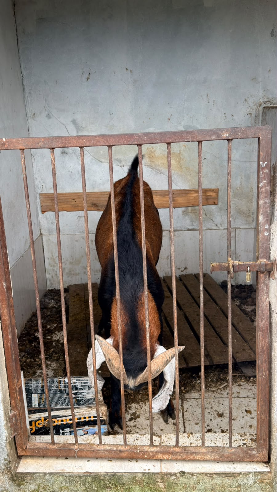Ação resgata 11 animais mantidos irregularmente em propriedade em Volta Redonda